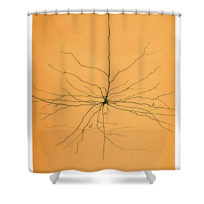 Pyramidal Cell Shower Curtain featuring the photograph Pyramidal Cell In Cerebral Cortex, Cajal #4 by Science Source
