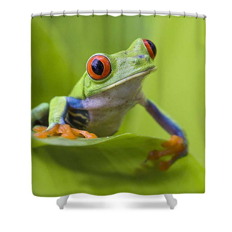 Feb0514 Shower Curtain featuring the photograph Red-eyed Tree Frog Costa Rica #4 by Suzi Eszterhas