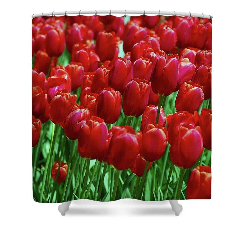 Red Tulips Shower Curtain featuring the photograph Red Tulips by Allen Beatty