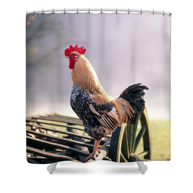 Chicken Shower Curtain featuring the photograph Rooster #3 by Hans Reinhard