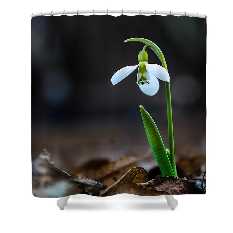 Colors Shower Curtain featuring the photograph Snowdrop flower #3 by Michael Goyberg