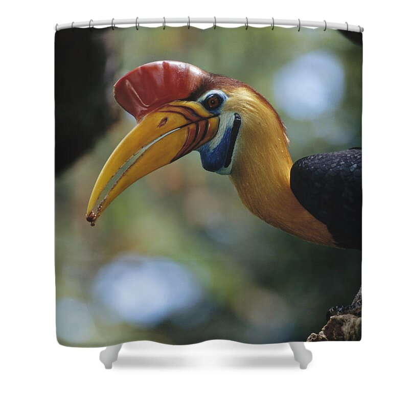 Feb0514 Shower Curtain featuring the photograph Sulawesi Red-knobbed Hornbill Male #3 by Tui De Roy