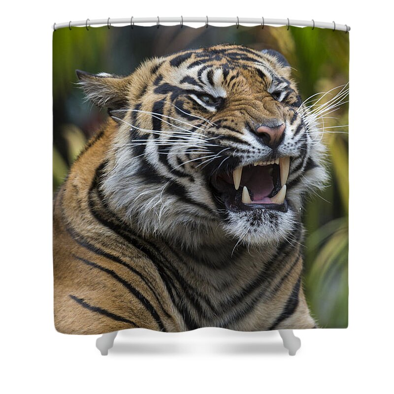 San Diego Zoo Shower Curtain featuring the photograph Sumatran Tiger by San Diego Zoo