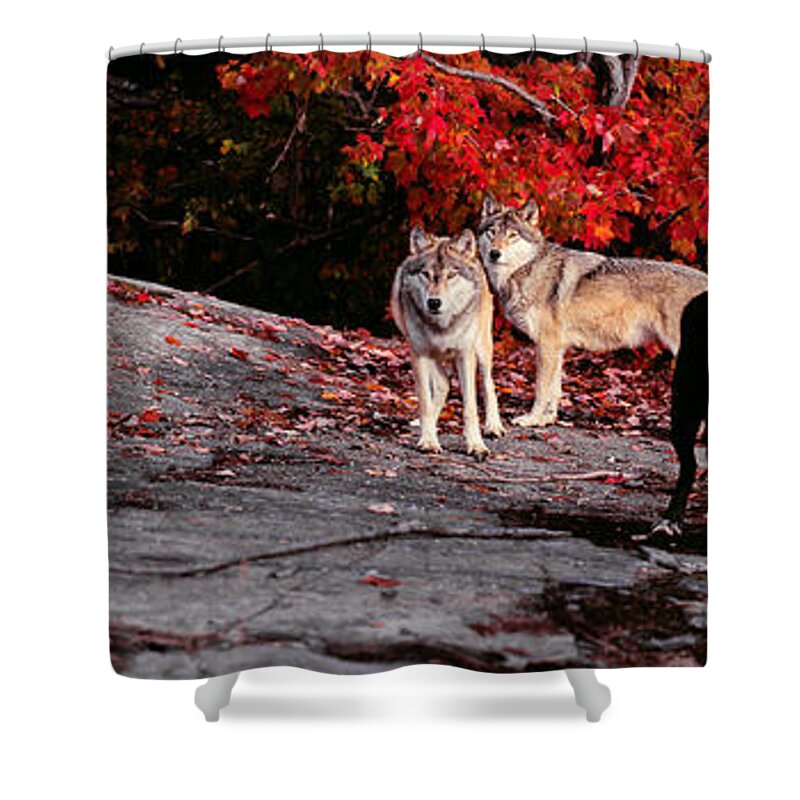 Red Shower Curtain featuring the photograph Timber wolves under a red maple tree - Pano by Les Palenik