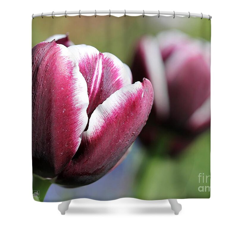 Mccombie Shower Curtain featuring the photograph Triumph Tulip named Jackpot #3 by J McCombie