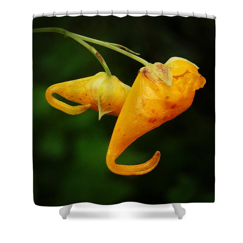 Bud Shower Curtain featuring the photograph Waiting #4 by Zinvolle Art