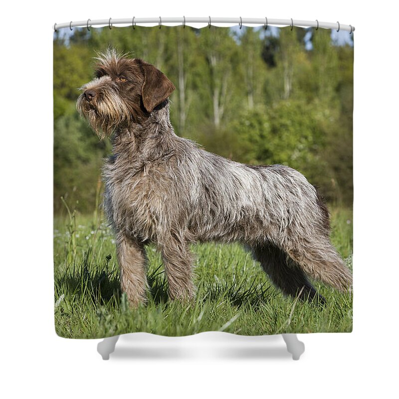 Dog Shower Curtain featuring the photograph Wire-haired Pointing Griffon #3 by Jean-Michel Labat