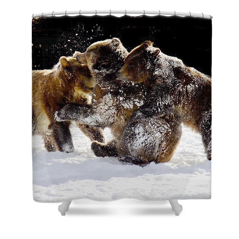 Grizzlies Shower Curtain featuring the photograph 300 Pound Playmates by Kae Cheatham