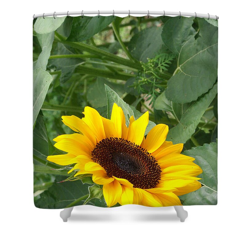 Flower Shower Curtain featuring the photograph Sunflower #36 by Bonnie Sue Rauch