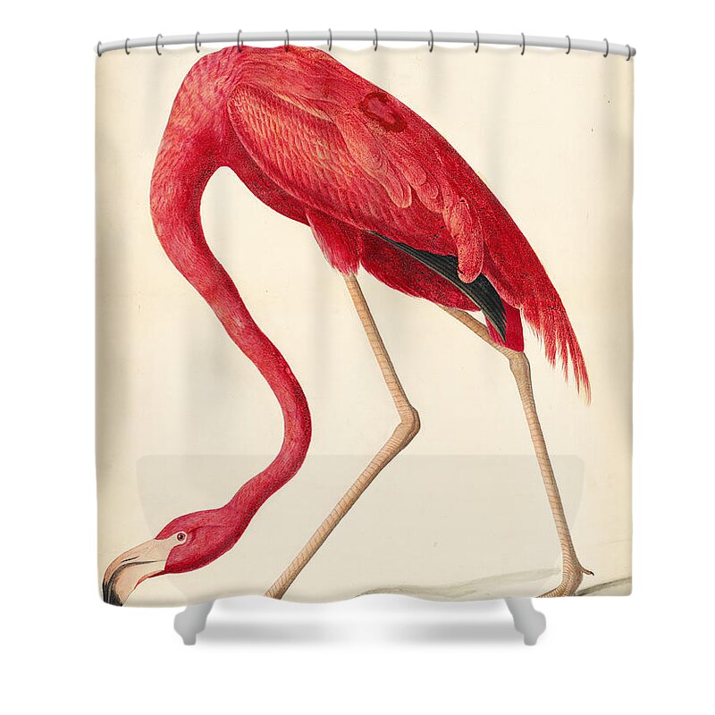 Audubon Watercolors Shower Curtain featuring the drawing American Flamingo #4 by Celestial Images