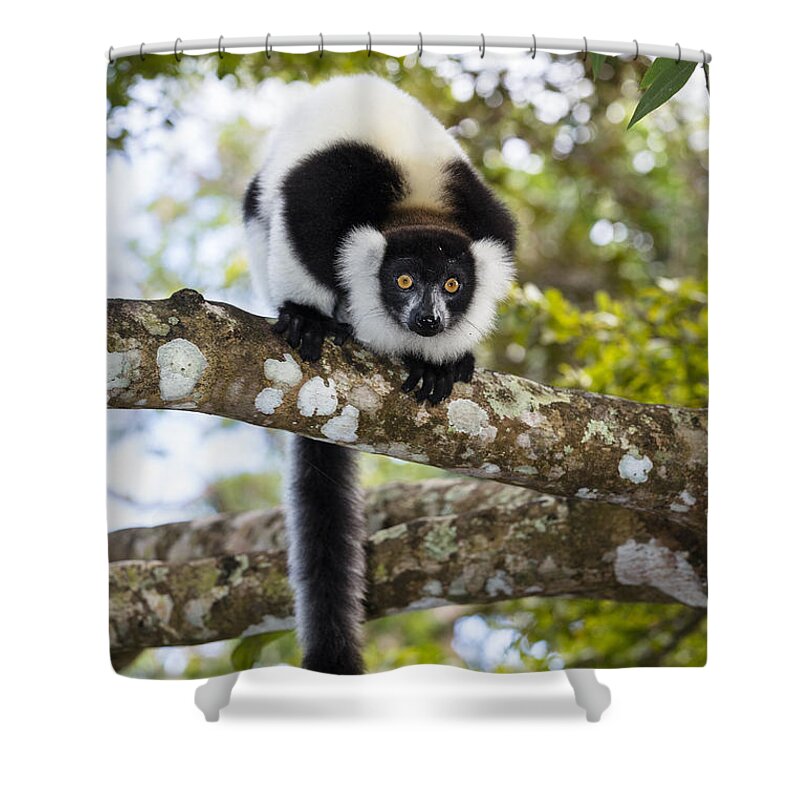 Feb0514 Shower Curtain featuring the photograph Black And White Ruffed Lemur Madagascar #4 by Konrad Wothe
