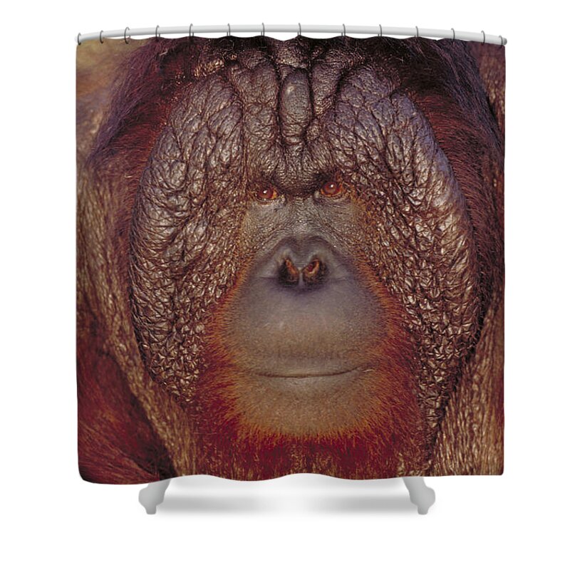 Vertical Shower Curtain featuring the photograph Bornean Orangutan #4 by Art Wolfe