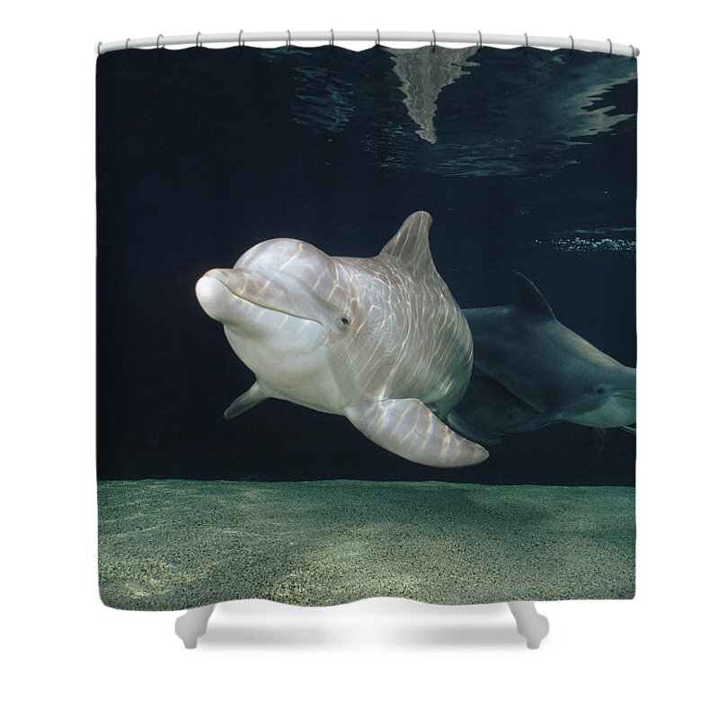 Feb0514 Shower Curtain featuring the photograph Bottlenose Dolphin Pair Hawaii by Flip Nicklin