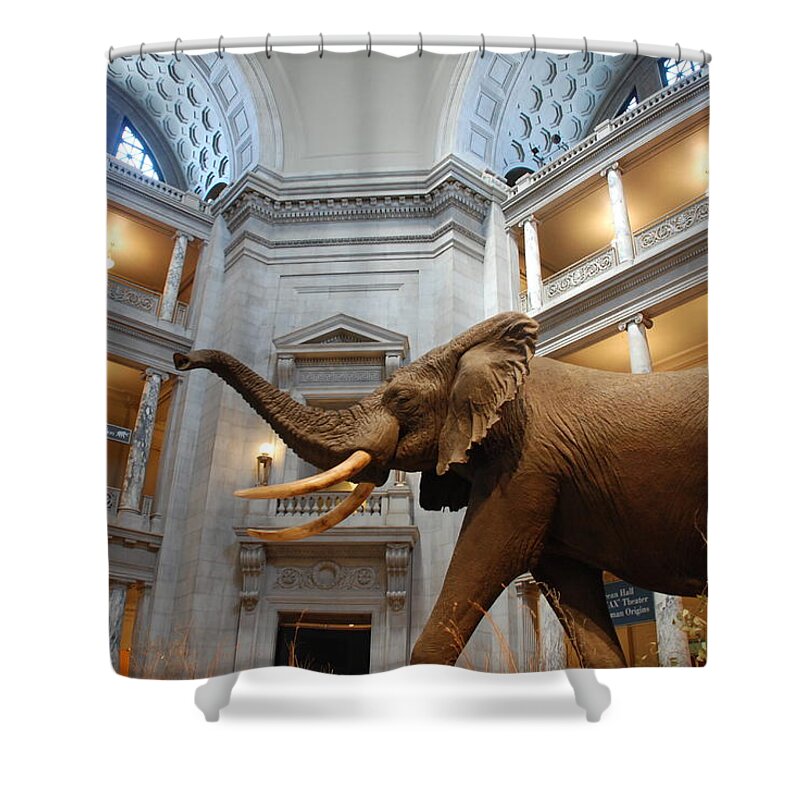 Bull Elephant Shower Curtain featuring the photograph Bull Elephant in Natural History Rotunda by Kenny Glover