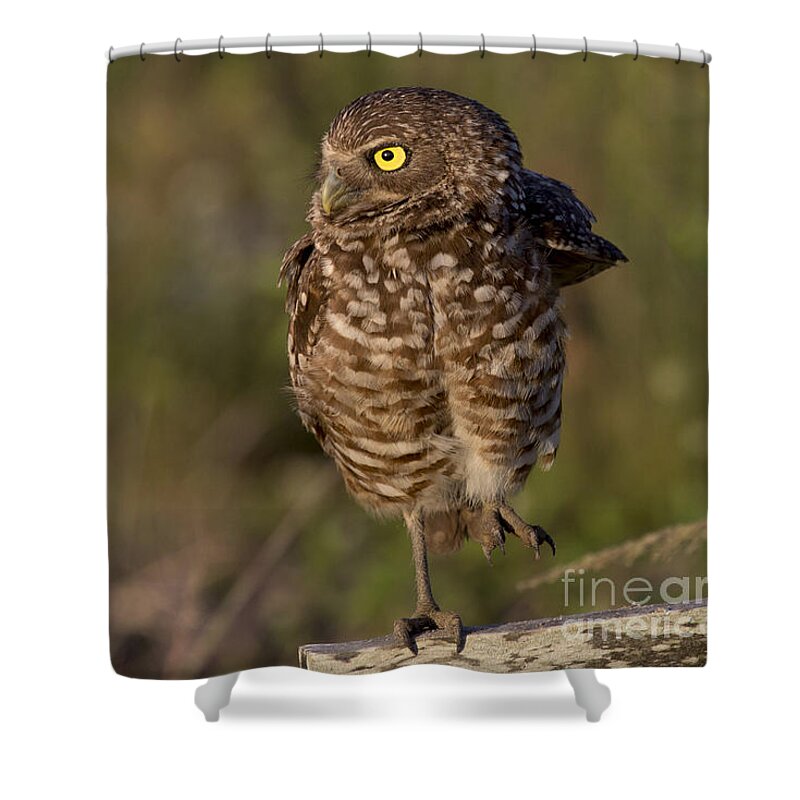 Burrowing Owl Shower Curtain featuring the photograph Burrowing Owl Photo by Meg Rousher