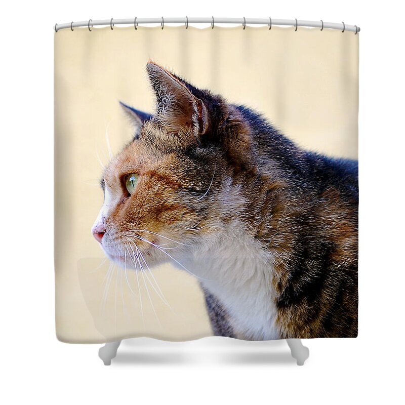 Photograph Shower Curtain featuring the photograph Cat #4 by Larah McElroy