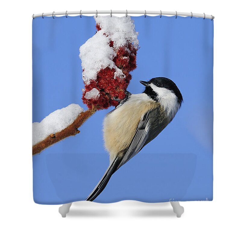 Black-capped Chickadee Shower Curtain featuring the photograph Chickadee Love... by Nina Stavlund