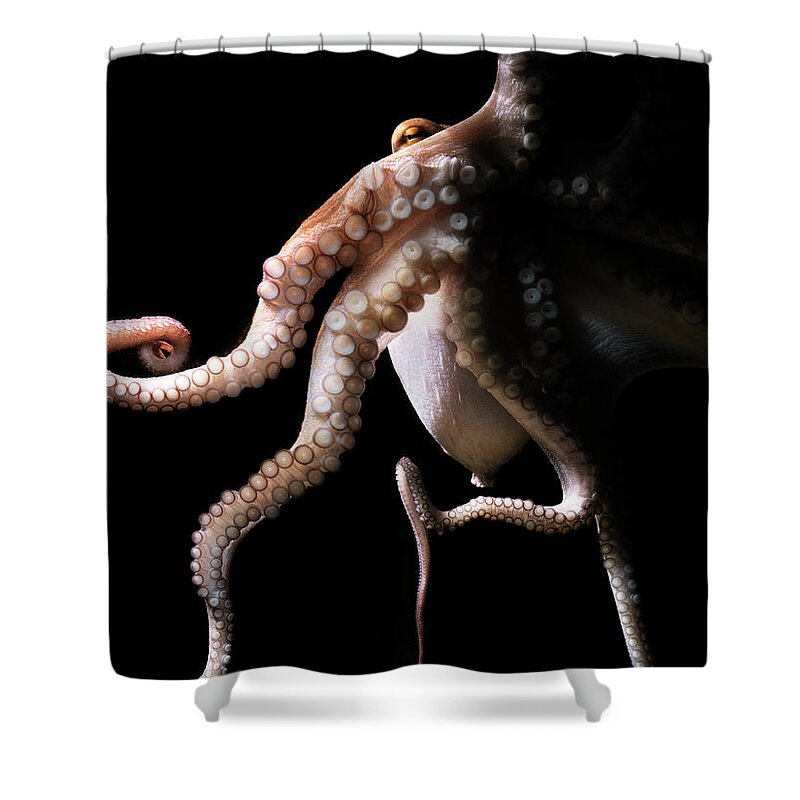 Copenhagen Shower Curtain featuring the photograph Common Octopus, Octopus Vulgaris #4 by Henrik Sorensen