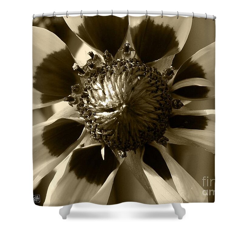 Mccombie Shower Curtain featuring the photograph Coreopsis or Golden Tickseed #4 by J McCombie