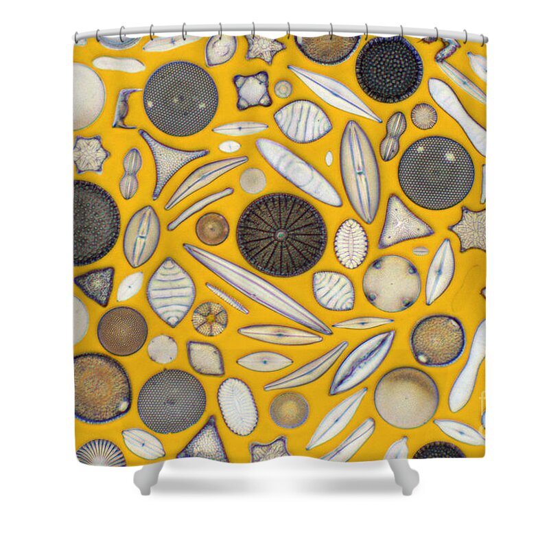 Diatom Shower Curtain featuring the photograph Diatoms #4 by Kent Wood