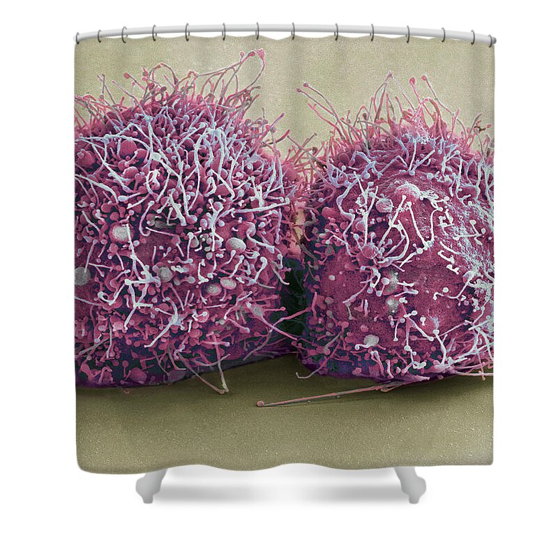 Science Shower Curtain featuring the photograph Dividing Hela Cells, Sem by Science Source