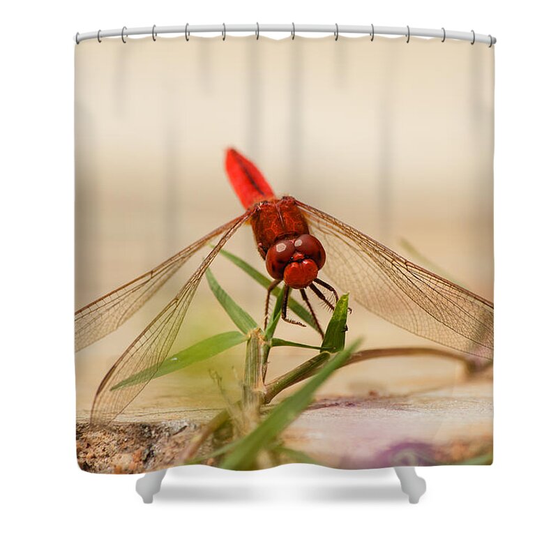 Anisoptera Shower Curtain featuring the photograph Dragonfly #4 by SAURAVphoto Online Store