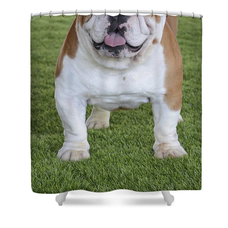 English Bulldog Shower Curtain featuring the photograph English Bulldog #4 by Amir Paz