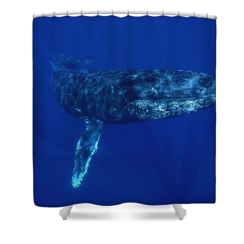 Feb0514 Shower Curtain featuring the photograph Humpback Whale Maui Hawaii #4 by Flip Nicklin