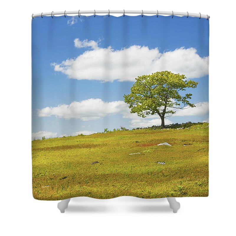 Tree Shower Curtain featuring the photograph Lone Tree With Blue Sky In Blueberry Field Maine #4 by Keith Webber Jr