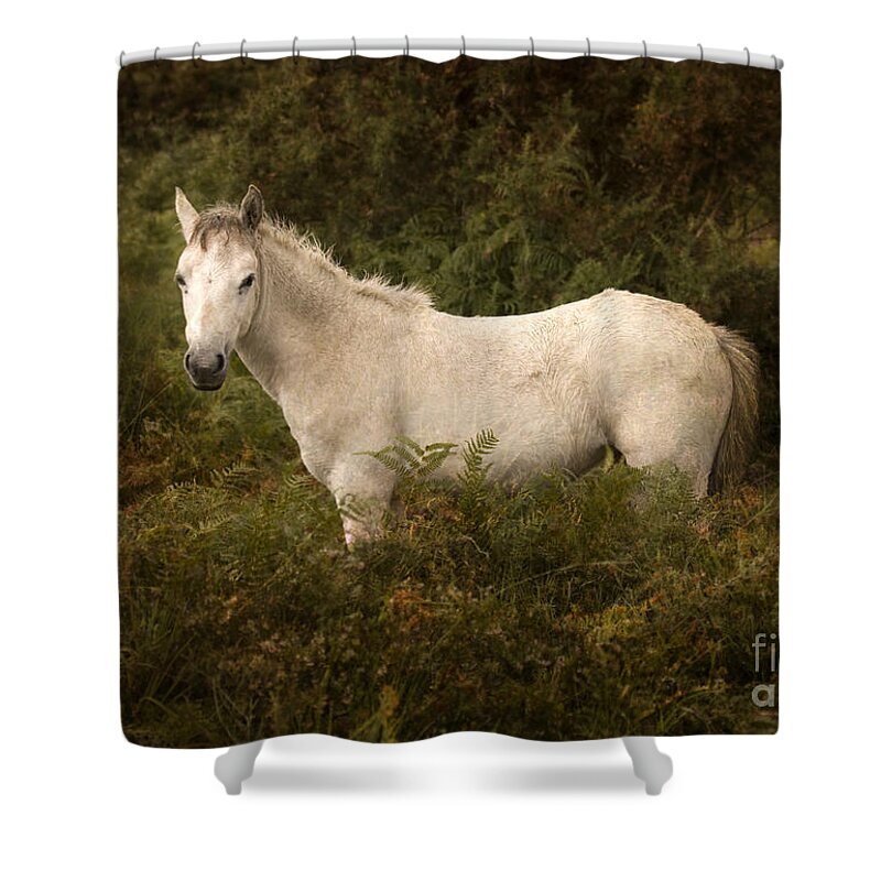 Pony Shower Curtain featuring the photograph New Forest #4 by Ang El