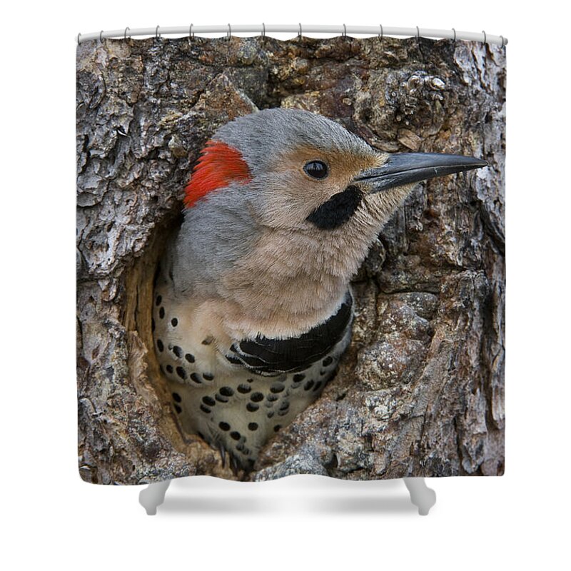 Michael Quinton Shower Curtain featuring the photograph Northern Flicker In Nest Cavity Alaska by Michael Quinton