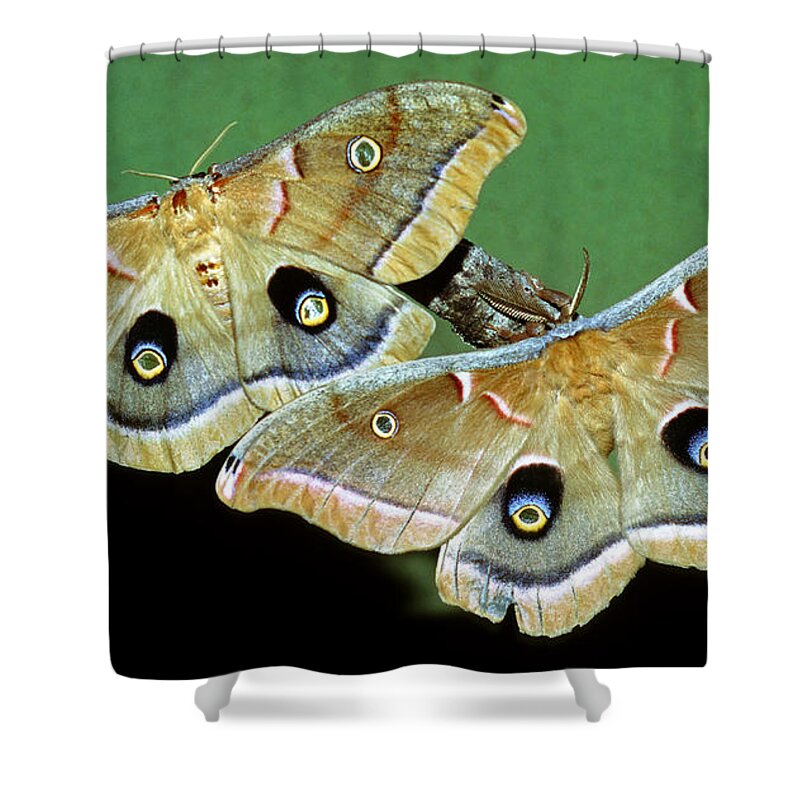 Polyphemus Moth Shower Curtain featuring the photograph Polyphemus Moths #4 by Millard H. Sharp