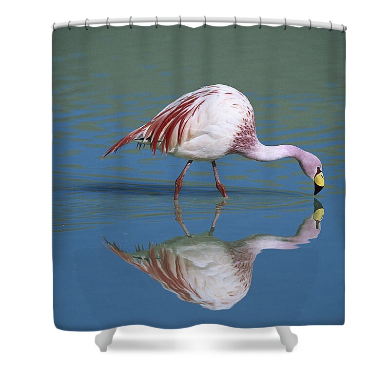 Feb0514 Shower Curtain featuring the photograph Puna Flamingo Feeding In Laguna #4 by Tui De Roy