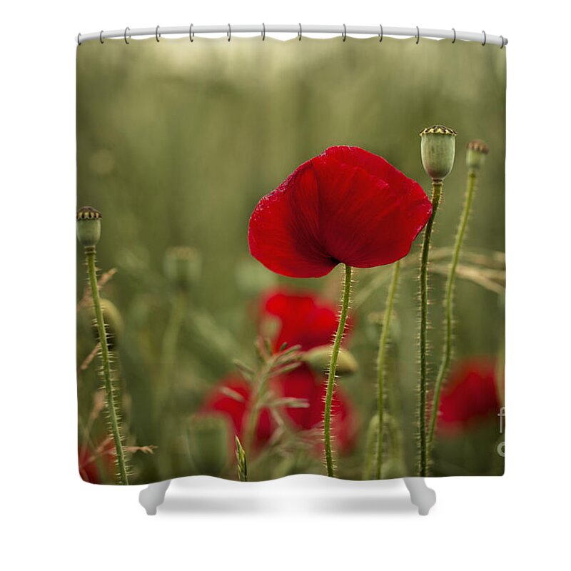 Poppy Shower Curtain featuring the photograph Red Poppy Flowers by Nailia Schwarz