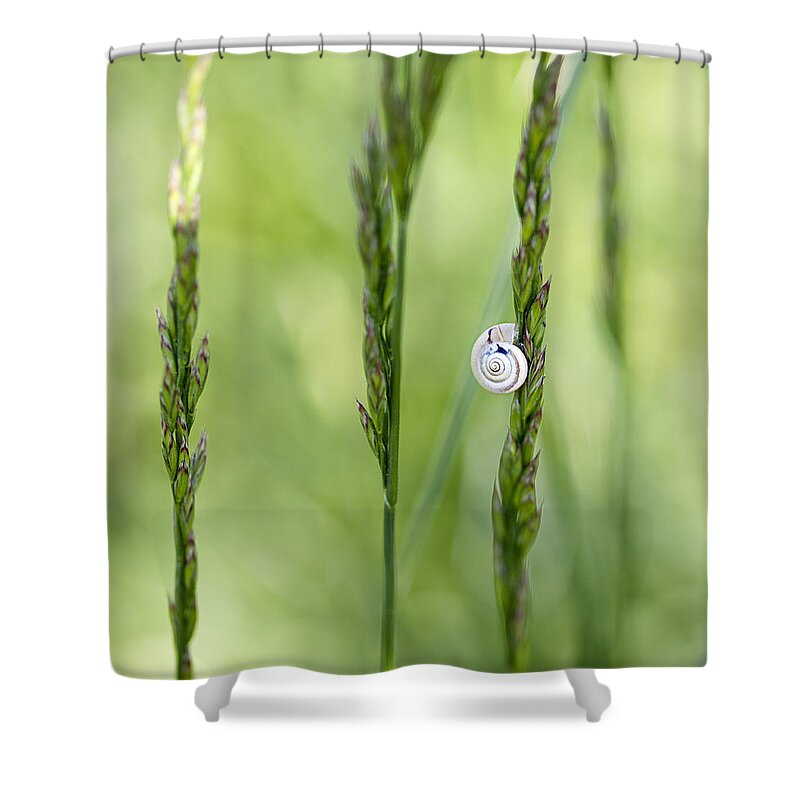 Snail Shower Curtain featuring the photograph Snail on Grass by Nailia Schwarz