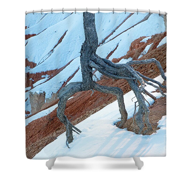 Bryce Canyon Shower Curtain featuring the photograph Sunrise Point Bryce Canyon National Park #4 by Fred Stearns