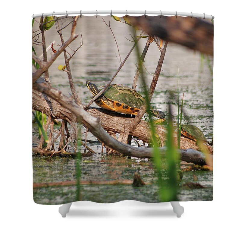 Red-bellied Turtle Shower Curtain featuring the photograph 42- Florida Red-Bellied Turtle by Joseph Keane