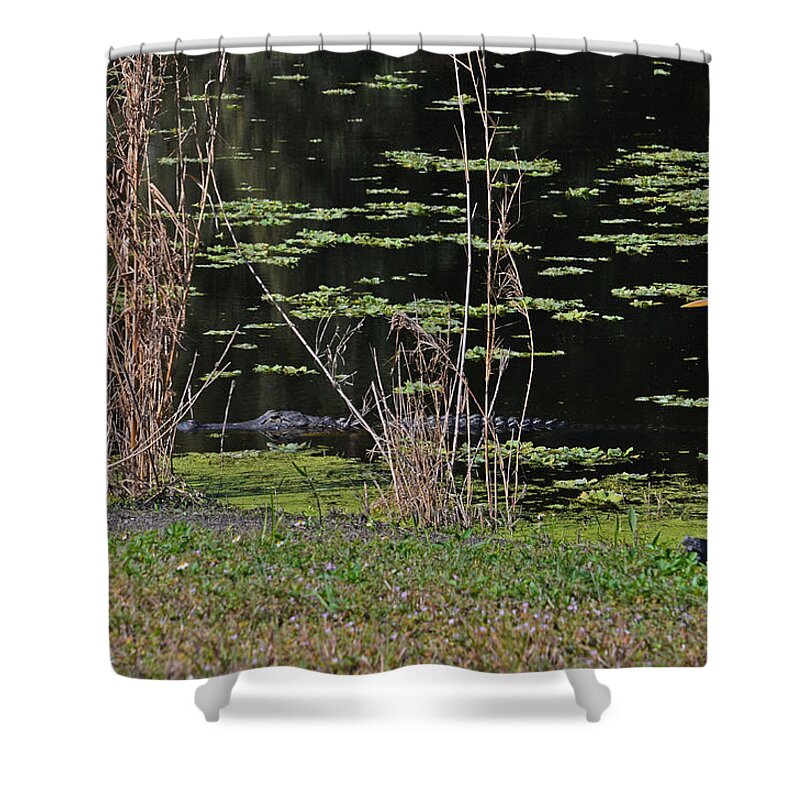  Shower Curtain featuring the photograph 44- Alligator - Great Blue Heron by Joseph Keane