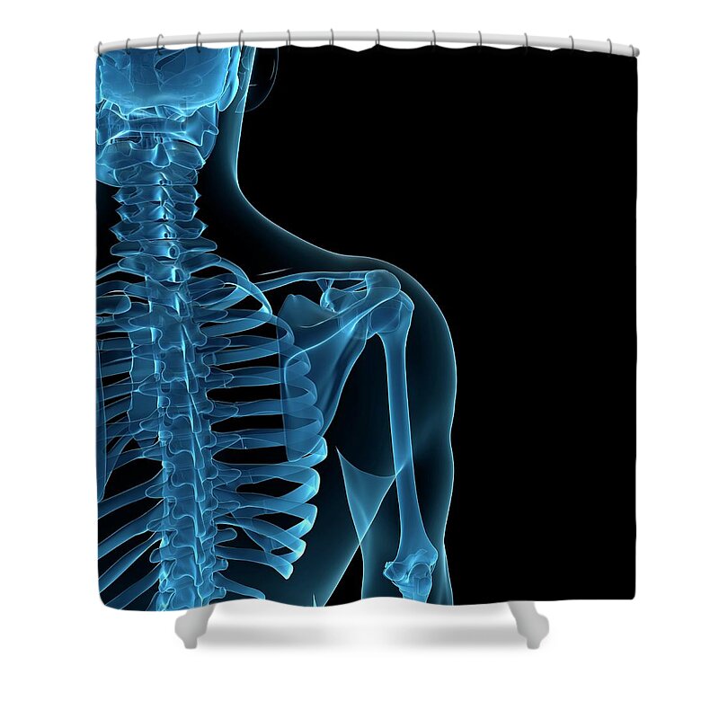 Anatomy Shower Curtain featuring the digital art Upper Body Bones, Artwork #49 by Sciepro