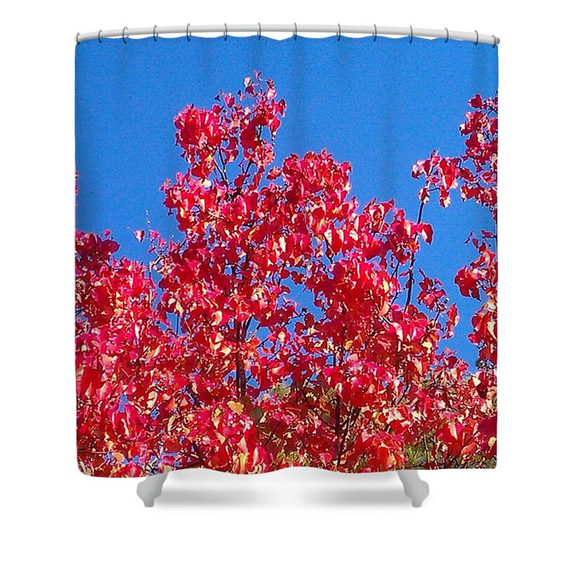 Fall Shower Curtain featuring the photograph Autumn Color #5 by Kenny Glover