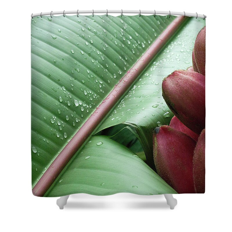Banana Shower Curtain featuring the photograph Banana Leaf by Heiko Koehrer-Wagner