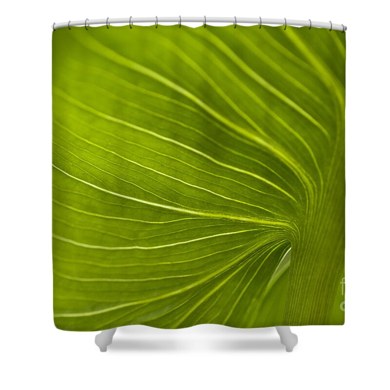 Beauty Shower Curtain featuring the photograph Calla Lily stem close up #5 by Jim Corwin