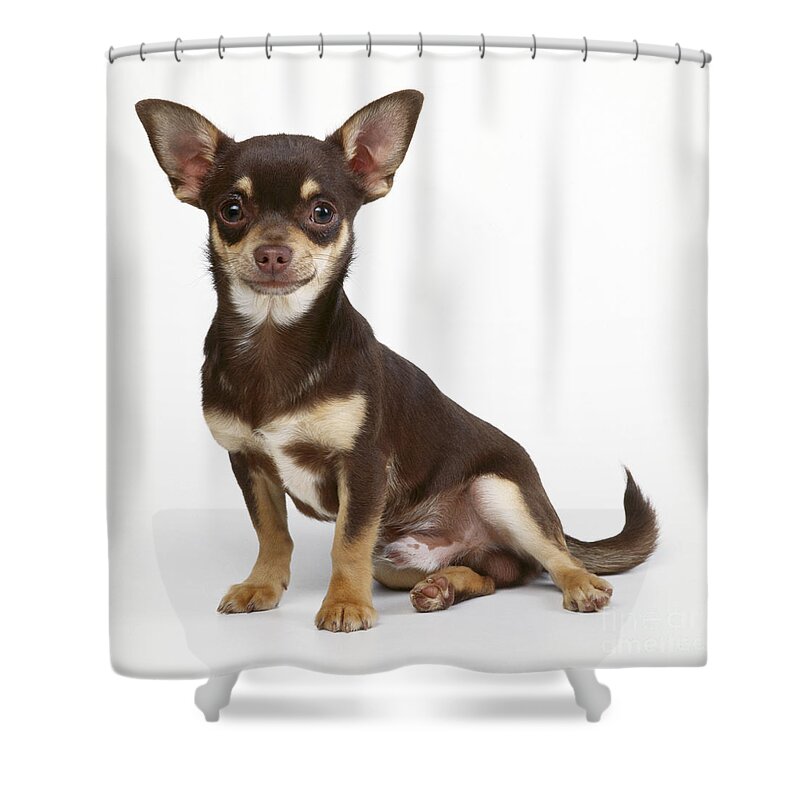 Chihuahua Shower Curtain featuring the photograph Chihuahua Dog #11 by John Daniels