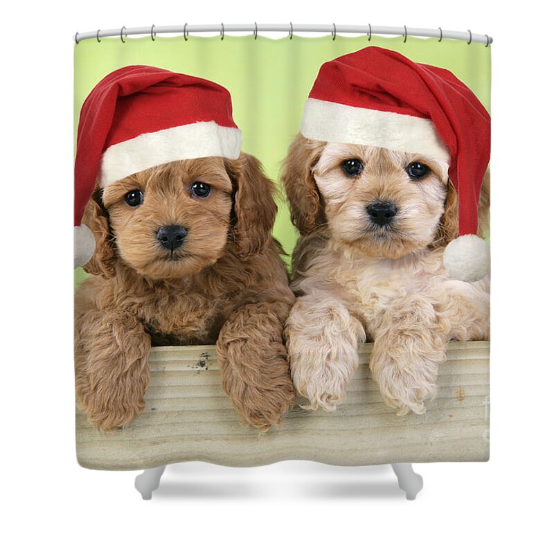 Dog Shower Curtain featuring the photograph Cockapoo Puppy Dogs #5 by John Daniels