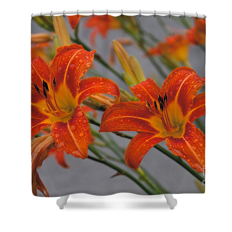 Day Lilly Shower Curtain featuring the photograph Day Lilly by William Norton