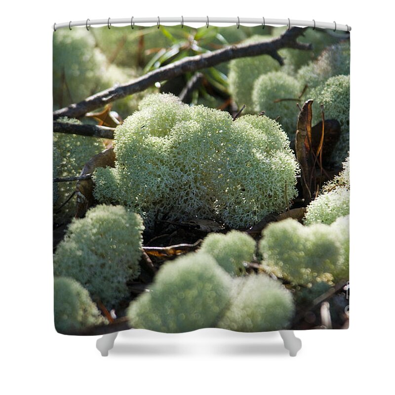 Nature Shower Curtain featuring the photograph Deer Lichen #5 by William H. Mullins