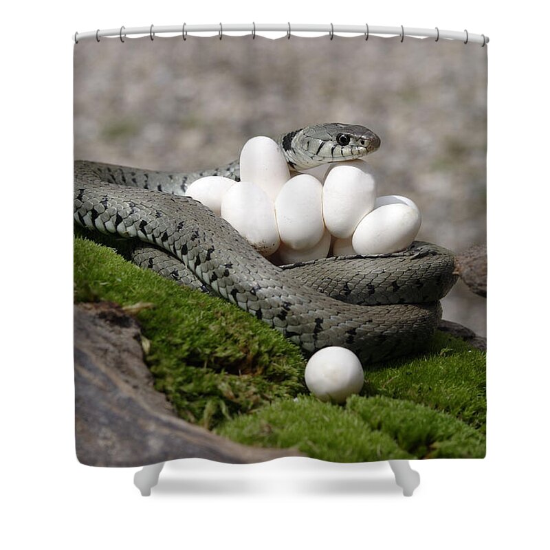 Grass Snake Shower Curtain featuring the photograph Grass Snake With Eggs #5 by M. Watson