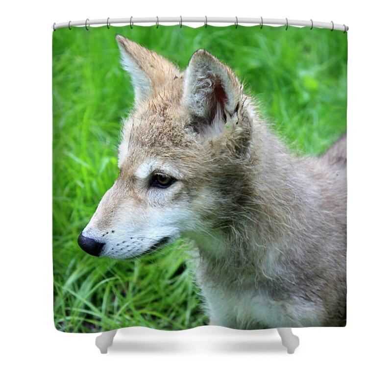 Wolf Shower Curtain featuring the photograph Gray Wolf Pup #5 by Amanda Stadther