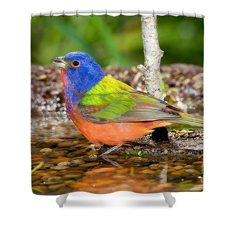 Fauna Shower Curtain featuring the photograph Painted Bunting #5 by Anthony Mercieca