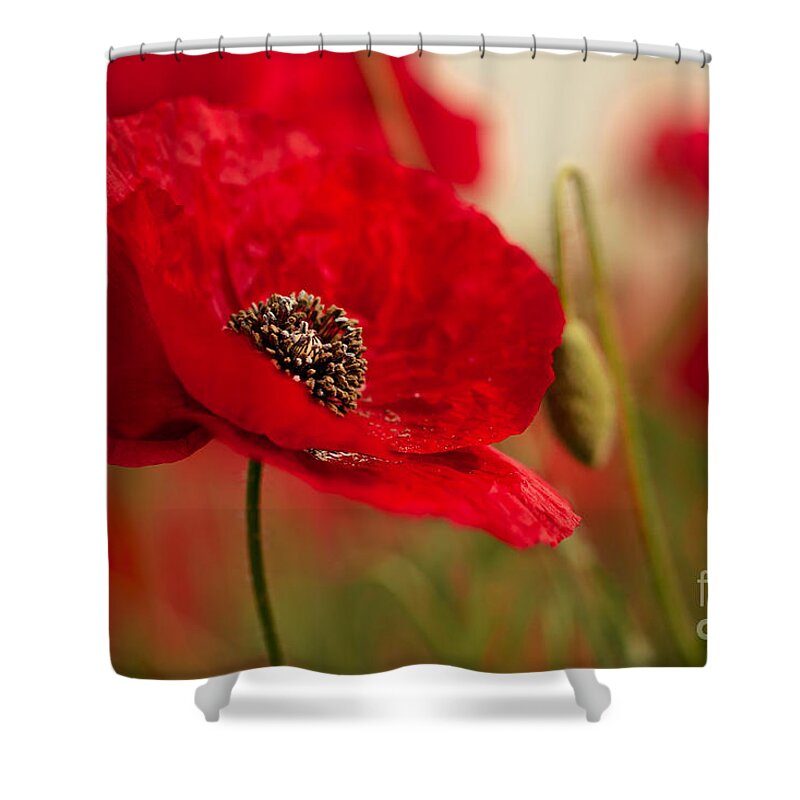 Poppy Shower Curtain featuring the photograph Poppy Dream #5 by Nailia Schwarz
